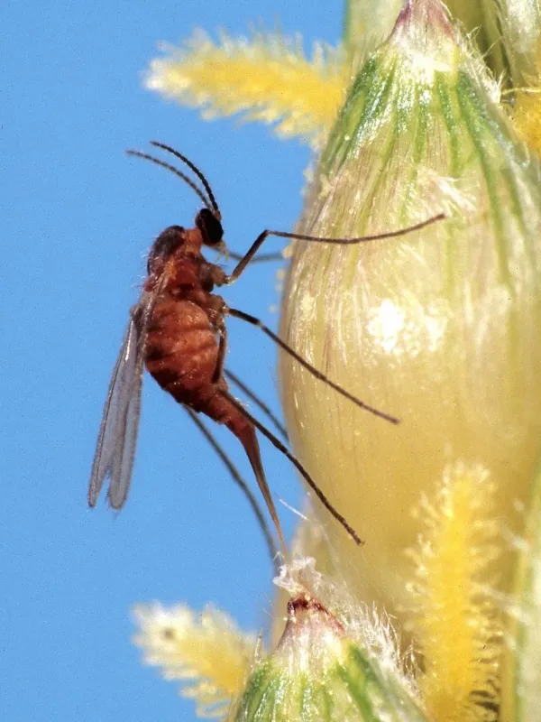 Stenodiplosis