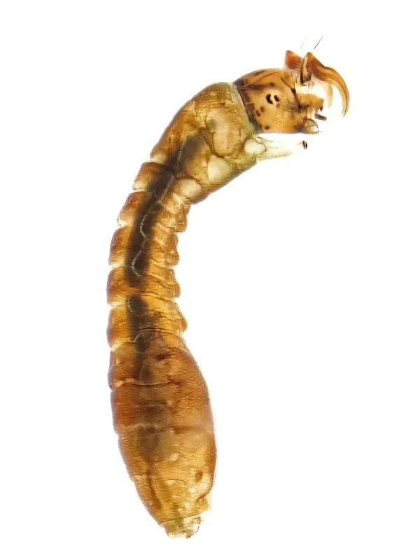 Мошки рода Stegopterna