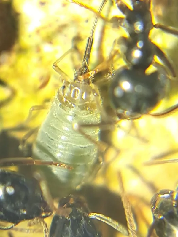 Brown maple aphid