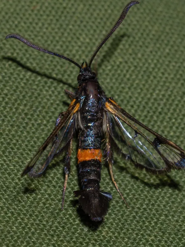 Large red-belted clearwing