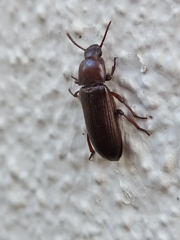 Yellow mealworm