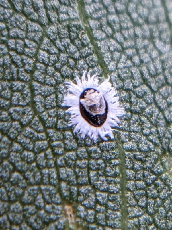 Mulberry whitefly