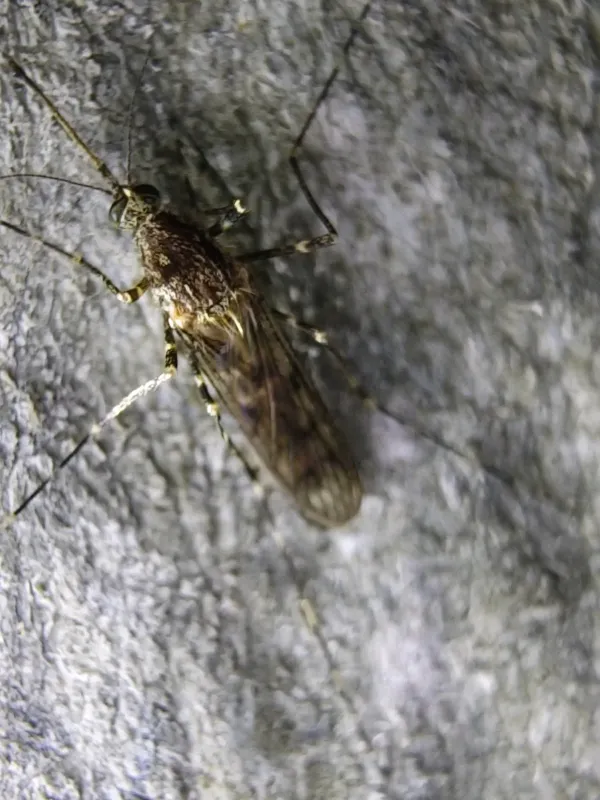 Ringed mosquito