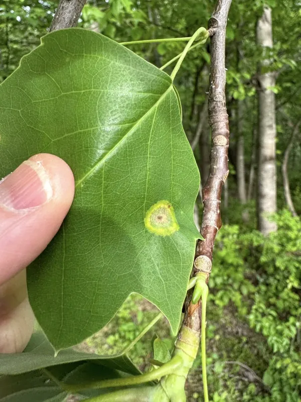 Liriodendron gall midge