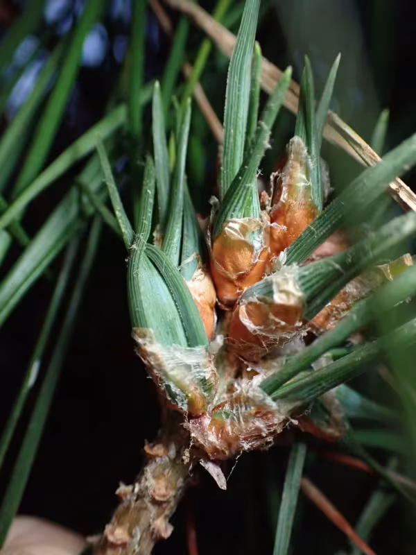 Pine needle gall midge