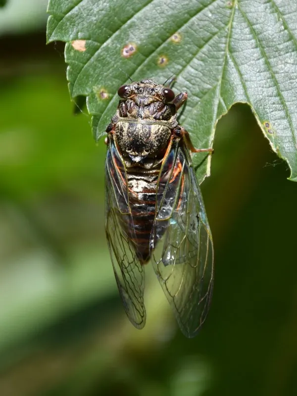 Cicada