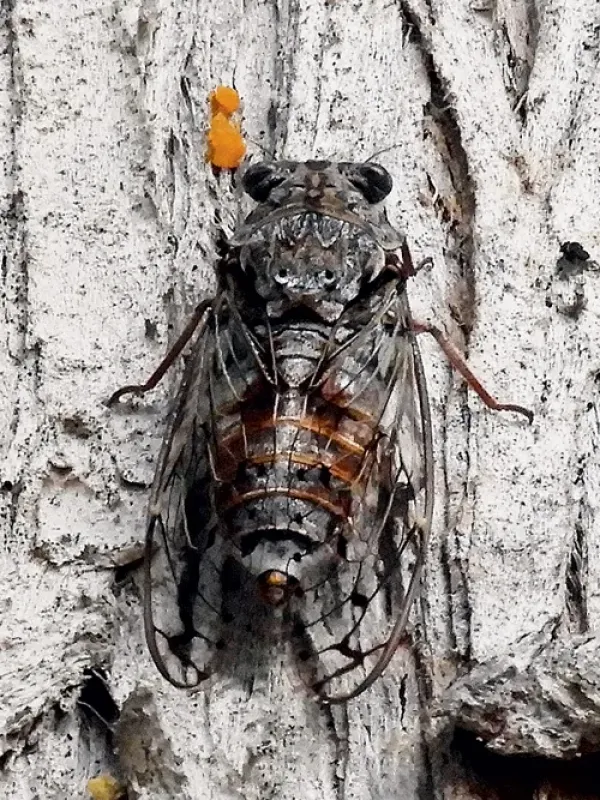 Common Cicada