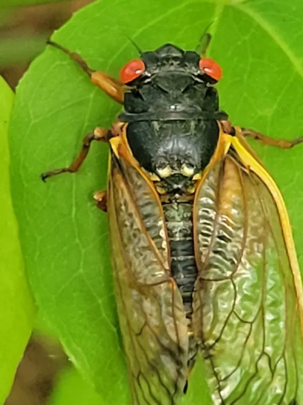 13-year periodical cicada