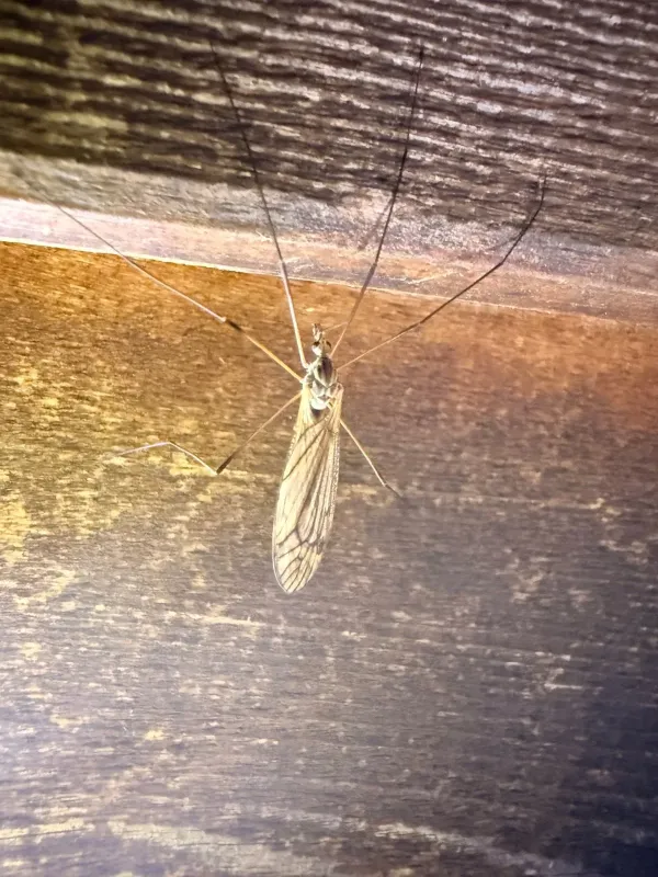 Marsh crane fly