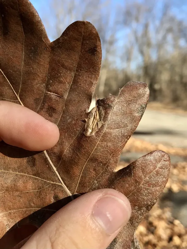Oak leaf miner