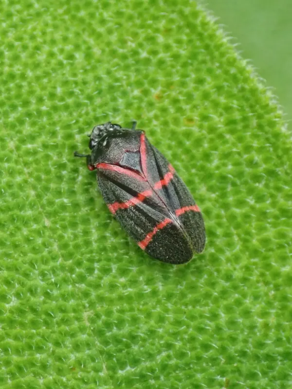 Spittlebug