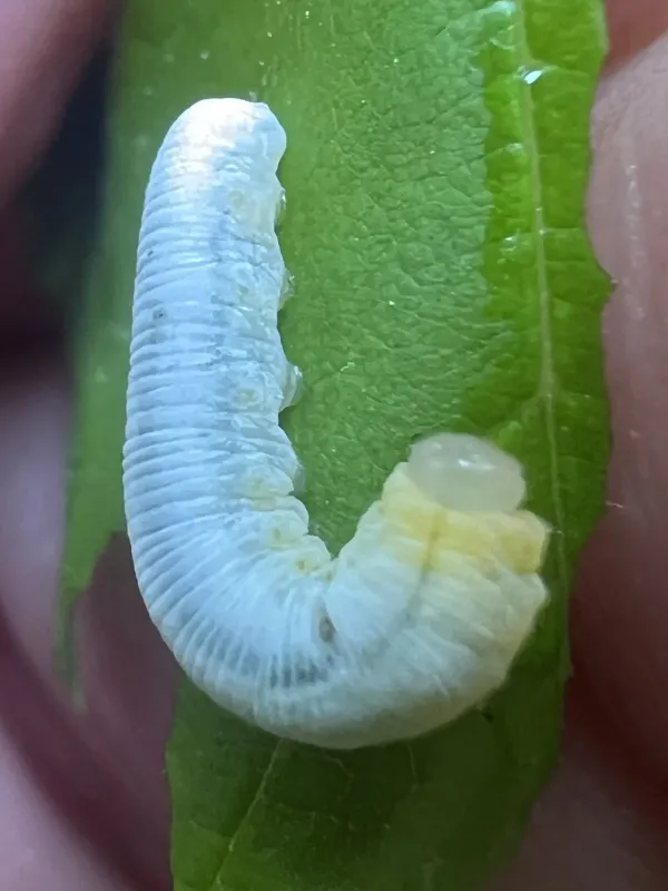 Ash sawfly