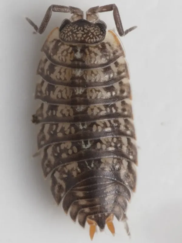 Woodlouse