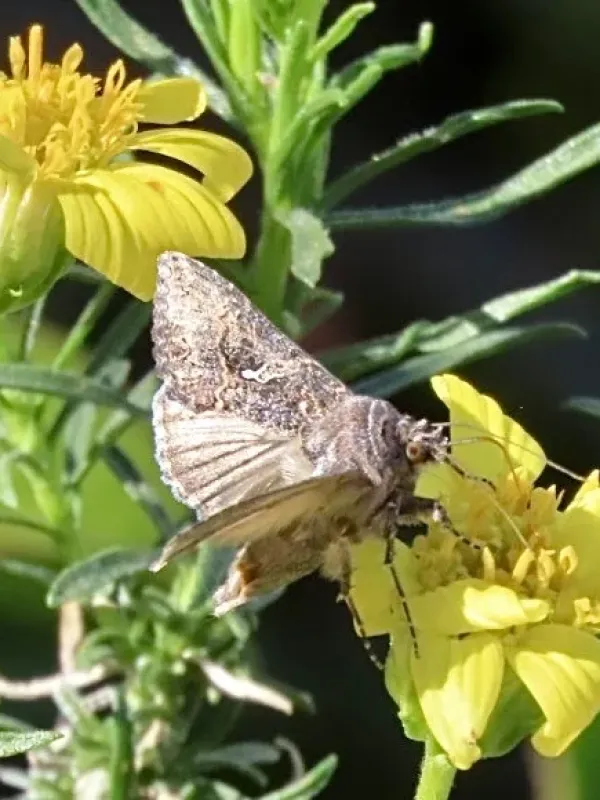 Cabbage moth