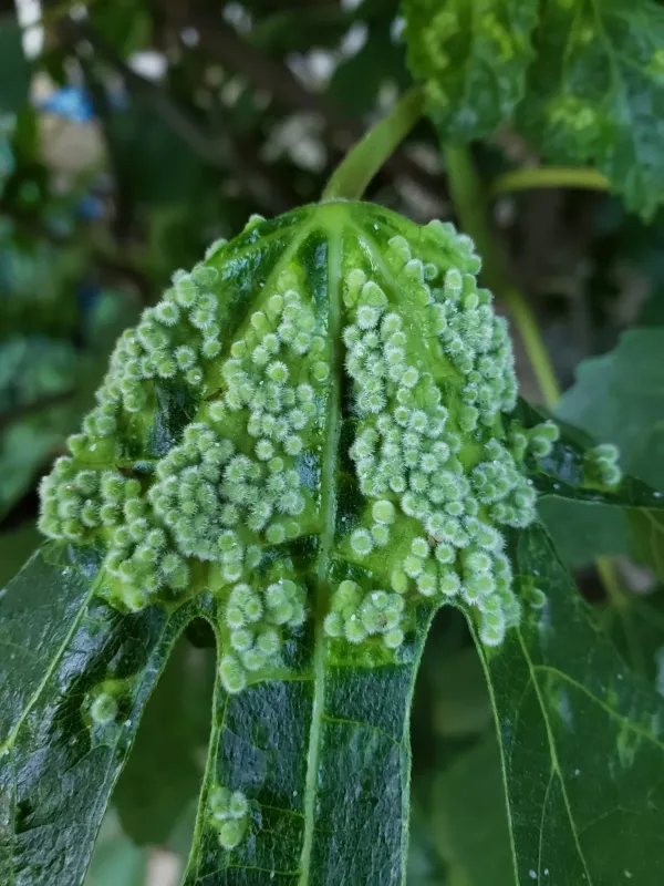 Fig psylla