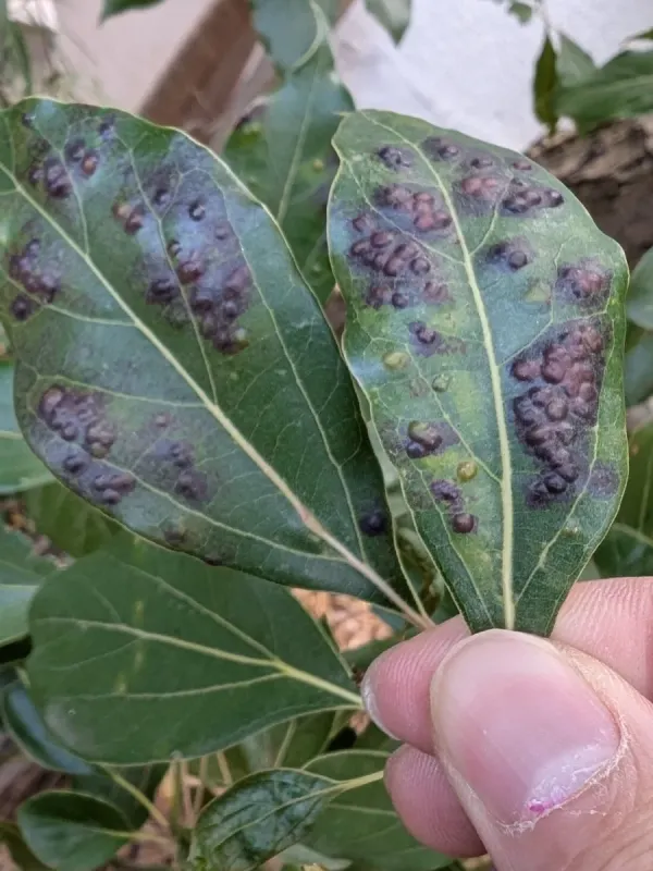 Camphor jumping plant louse