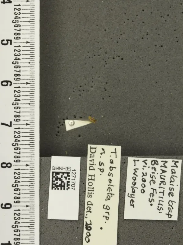 Common triozid