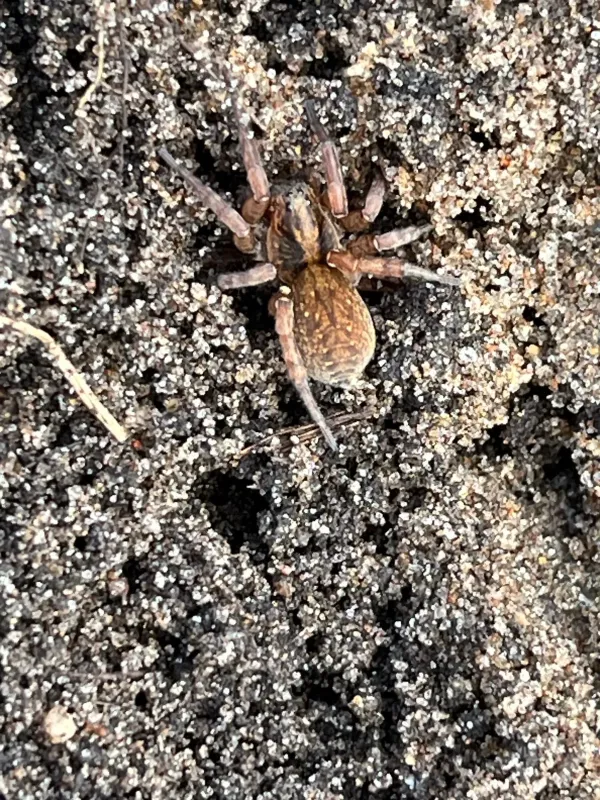 Wolf spider of the genus Trochosa