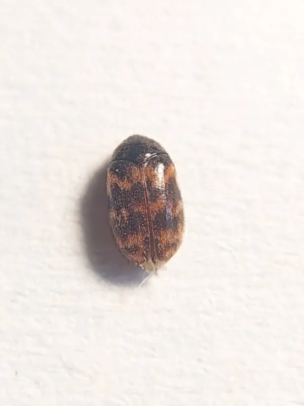 Warehouse cabinet beetle