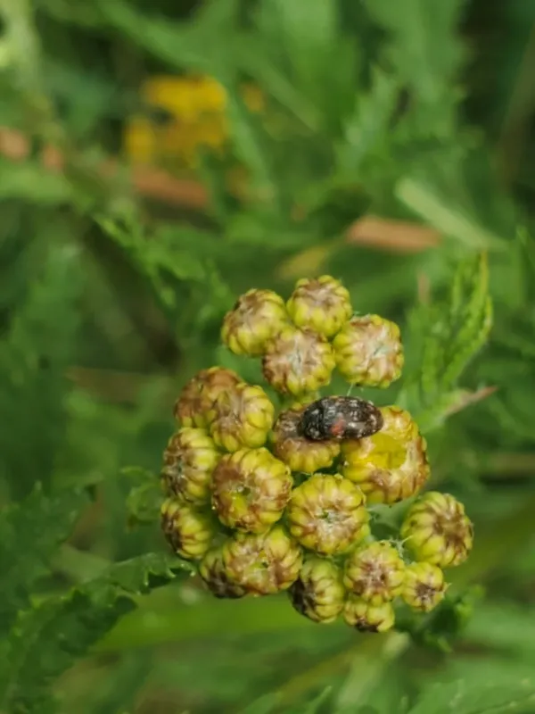 Trogoderma simplex