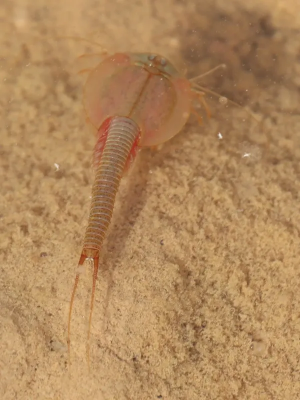 Tadpole shrimp