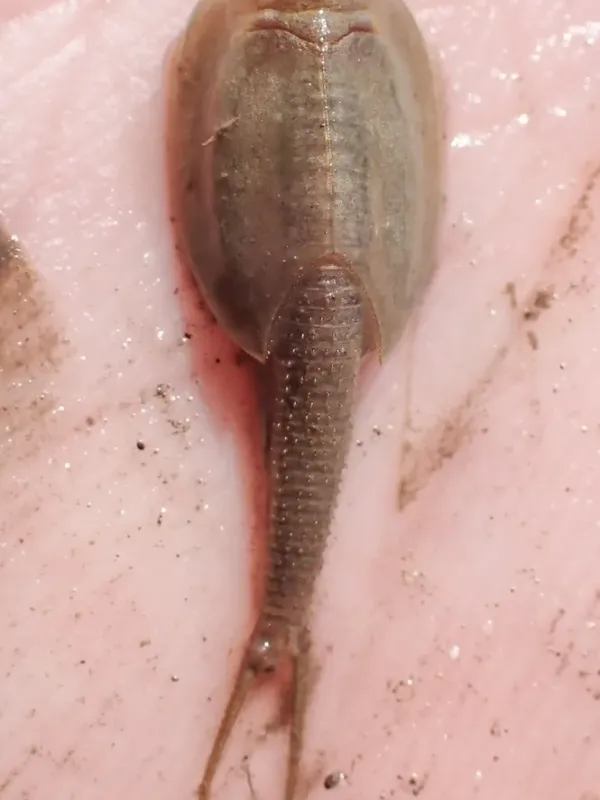 Triops