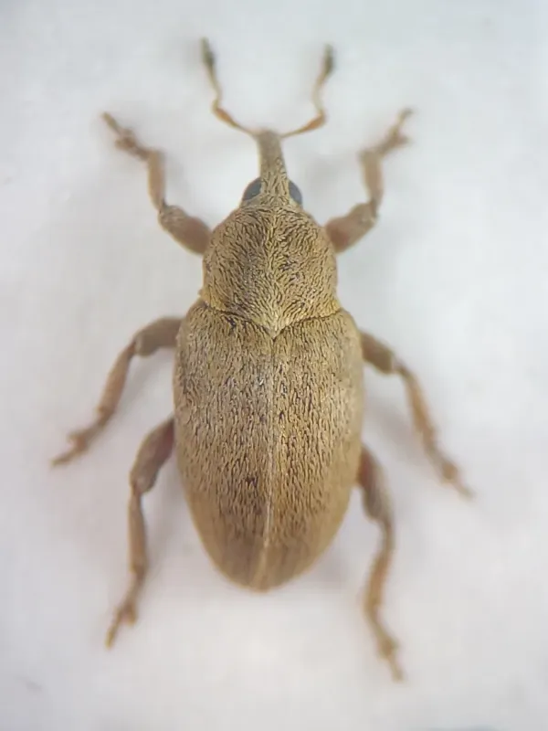 Alfalfa seed weevil