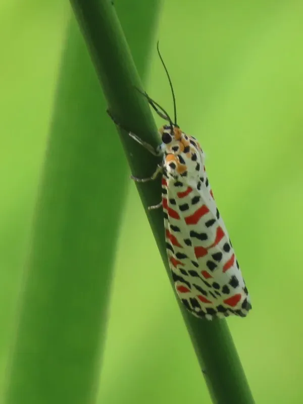 Crimson-speckled moth
