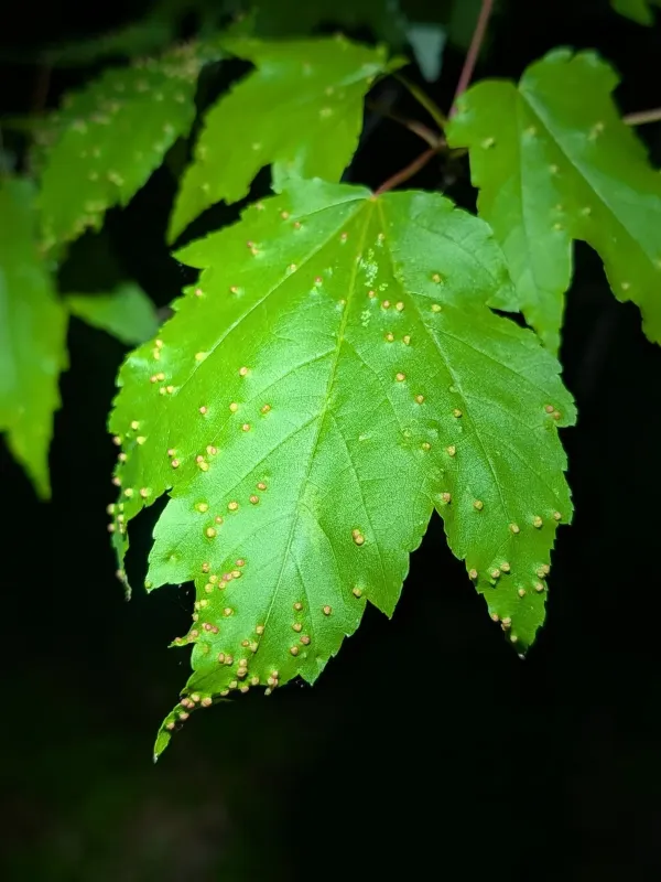 Maple bladder-gall mite