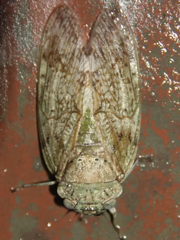Yanga