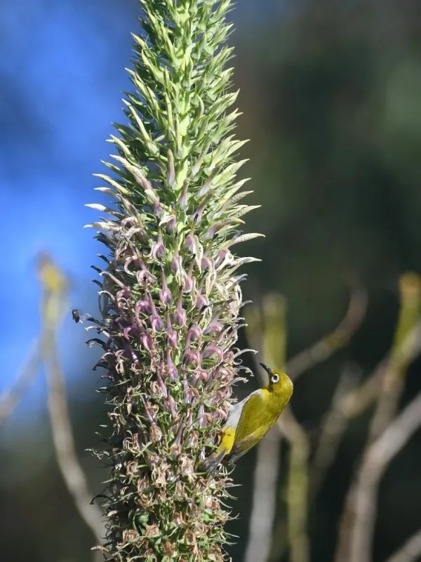 Oriental white-eye
