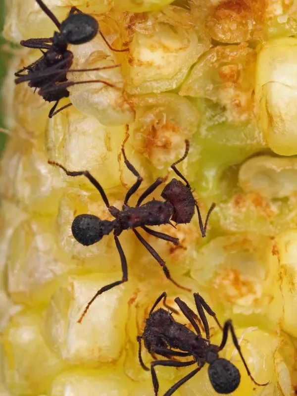 Leafcutter ant
