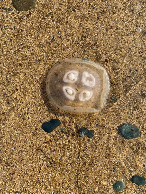 Moon jelly