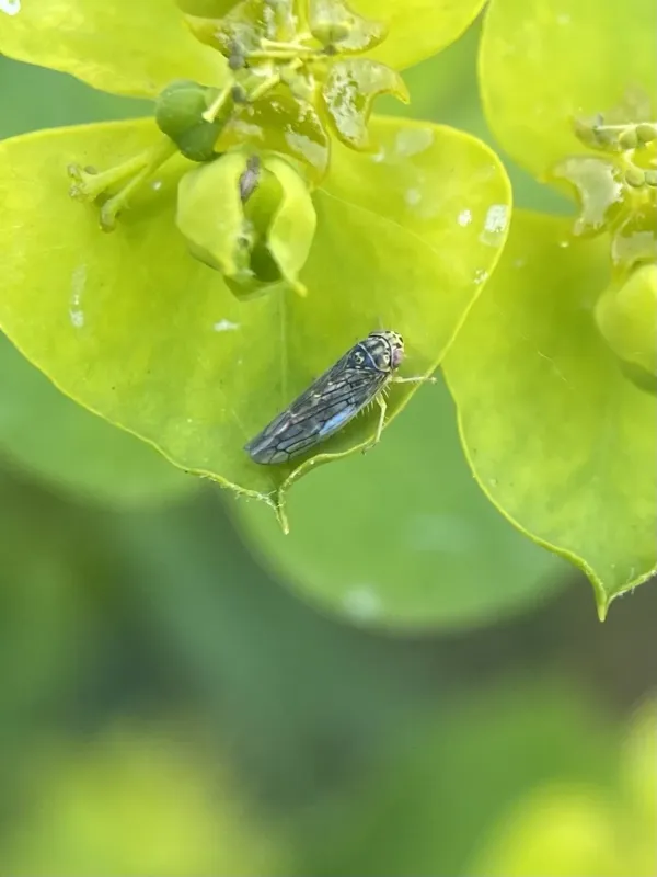 Цикадка Colladonus geminatus