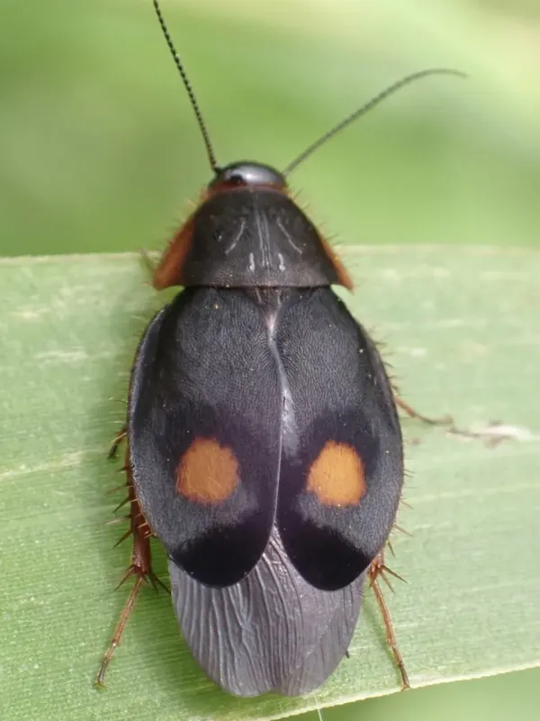 Euthyrrhapha