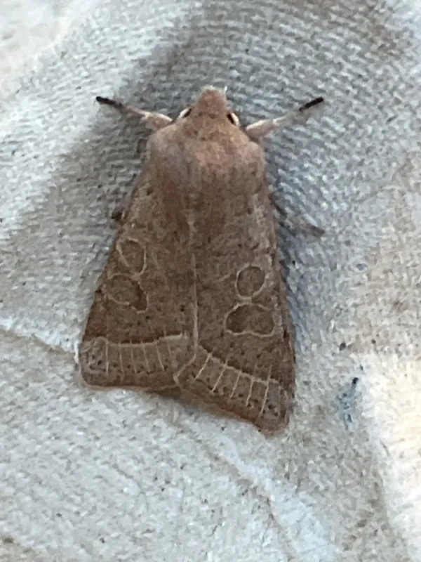 Common Quaker