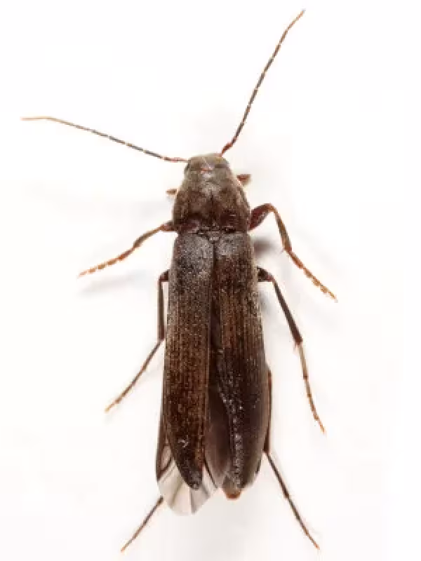 Serropalpus