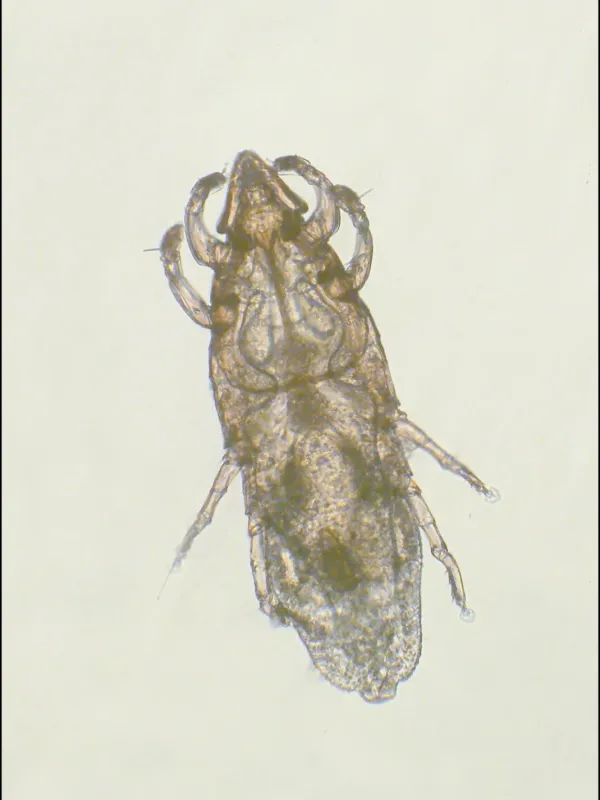 Guinea pig fur mite