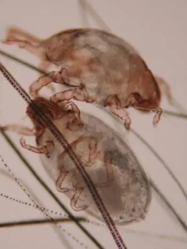 Rabbit fur mite