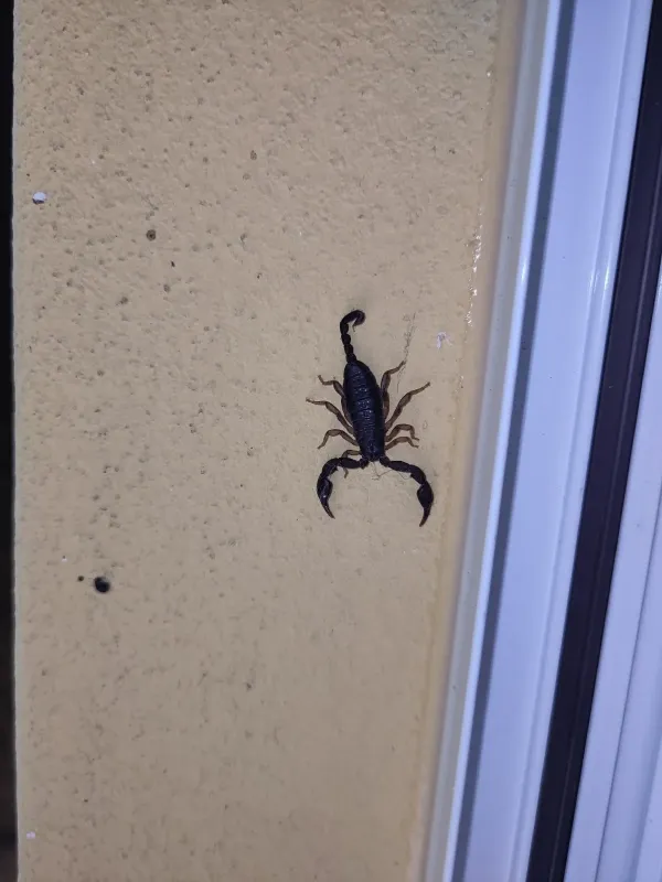 Italian scorpion