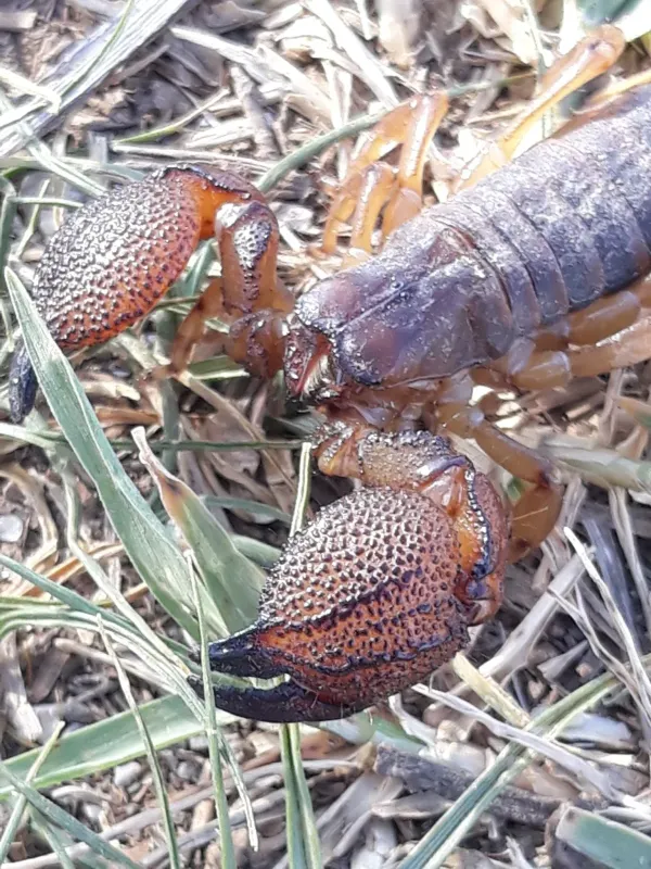 Scorpio maurus