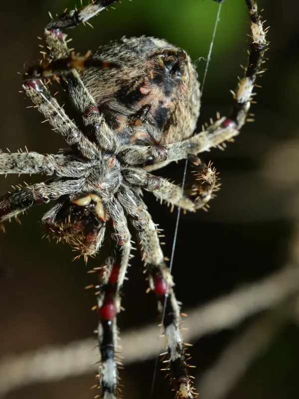 Fat garden spider