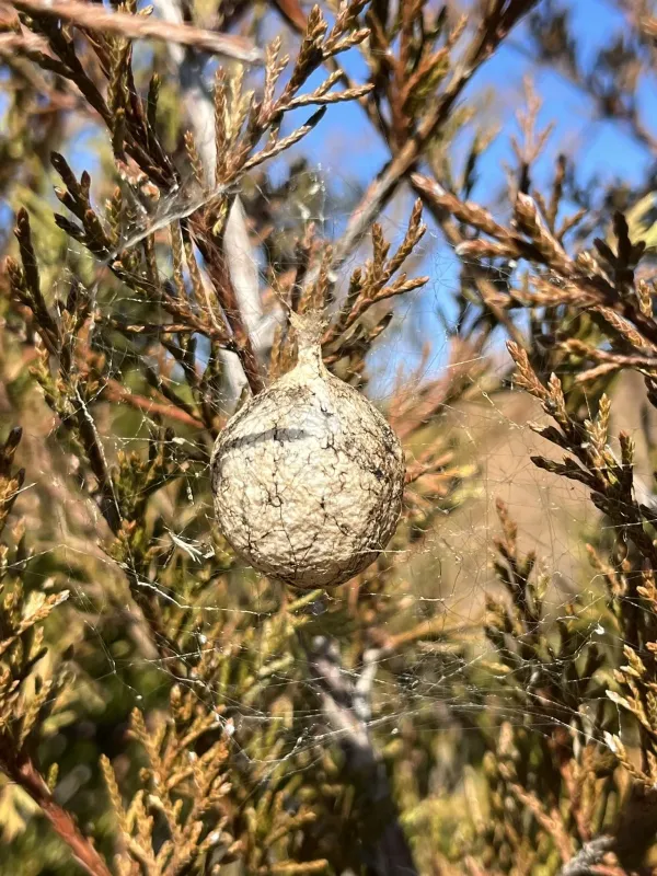 Yellow garden spider