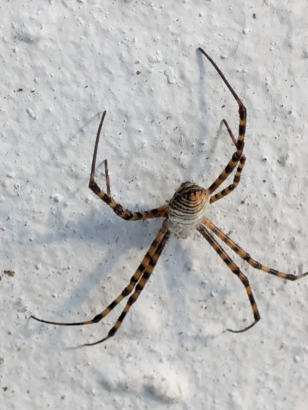 Argiope trifasciata