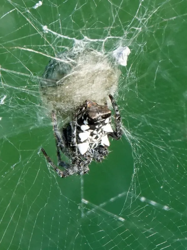 Cyrtophora citricola