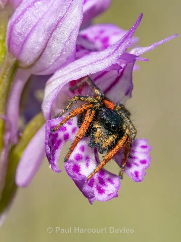 Philaeus chrysops