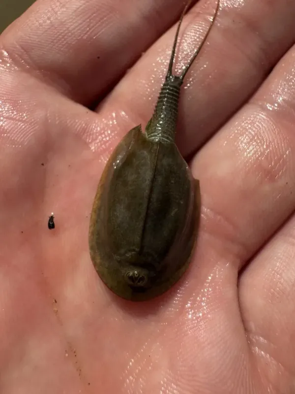 Tadpole shrimp