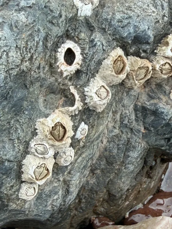 Common acorn barnacle