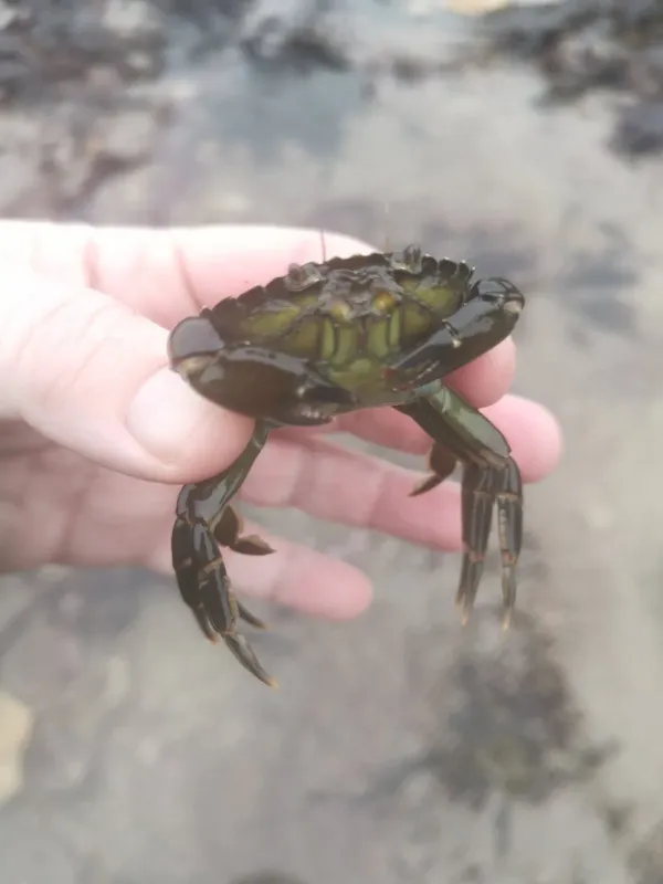 Green crab