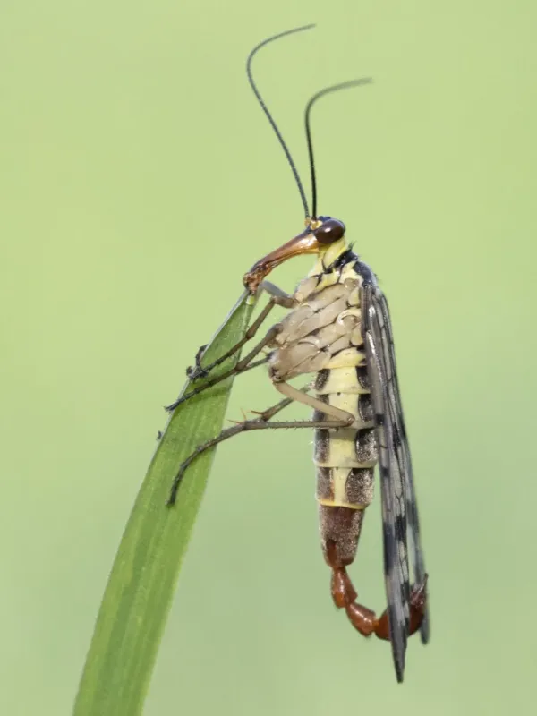Scorpionfly